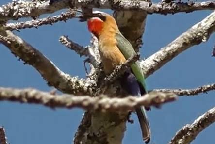    Merops nubicoides.bm